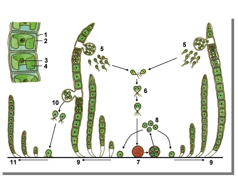 Схема жизненного цикла водоросли