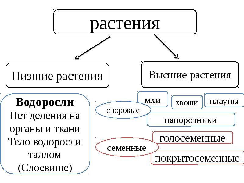 Высшие низшие характеристики. Схема низших и высших растений. Споровые растения низшие высшие схема. Низшие высшие споровые семенные растения. Понятие высшие и низшие растения.