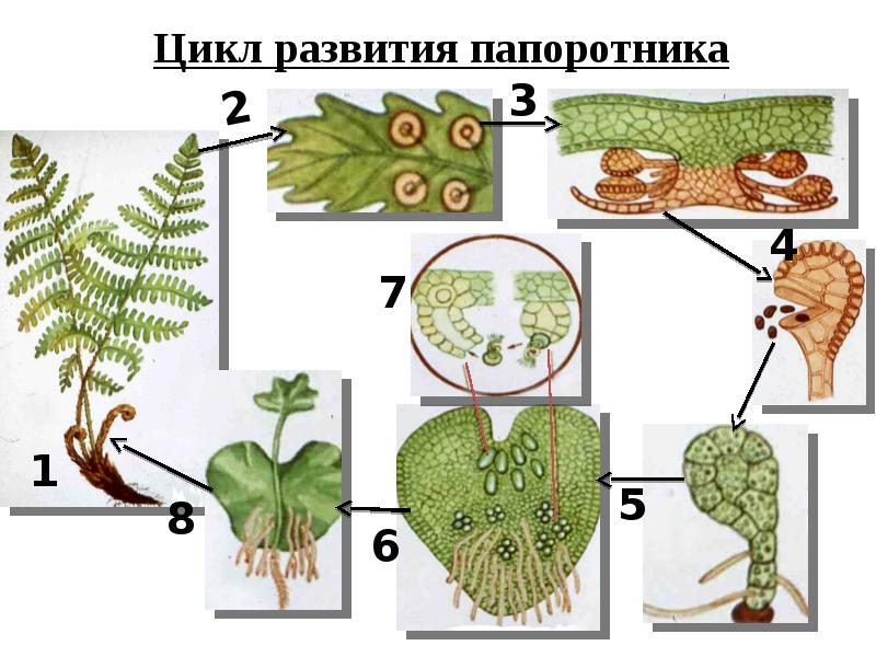 Нарисовать цикл развития папоротника