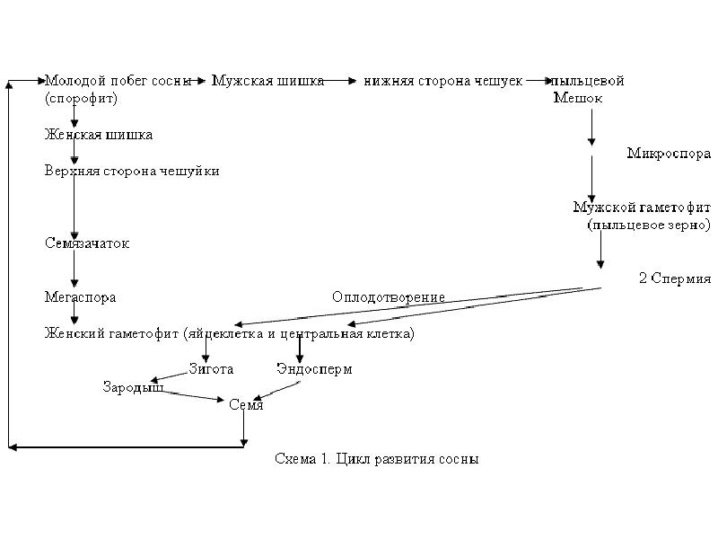 Развитие голосеменных растений. Цикл развития голосеменных схема. Жизненный цикл голосеменных растений сосна схема. Цикжизненный цикл голосеменных. Цикл развития голосеменных растений.