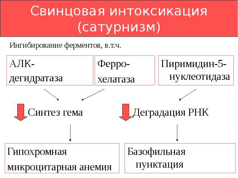 Анемия при свинцовой интоксикации. 5 Нуклеотидаза. Пиримидин 5 нуклеотидаза. Свинцовая интоксикация классификация. 5 Нуклеотидаза биохимия.