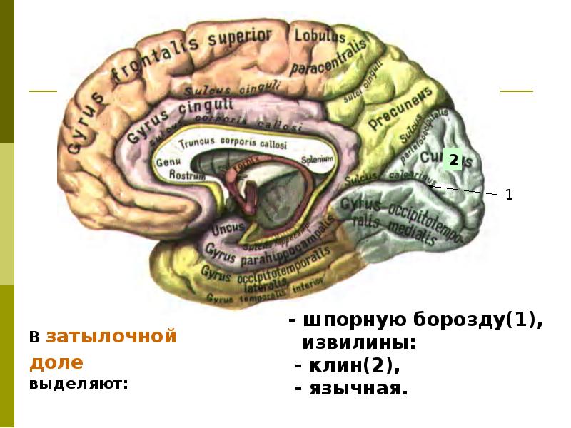 Конечный мозг презентация