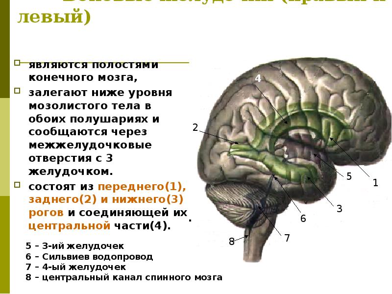 Презентация на тему конечный мозг