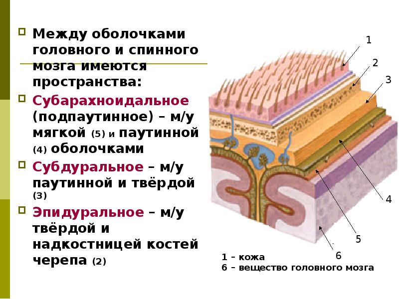 Пространства мозга