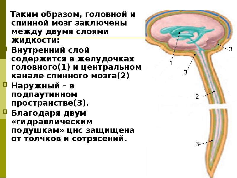 Спинной мозг и головной мозг презентация