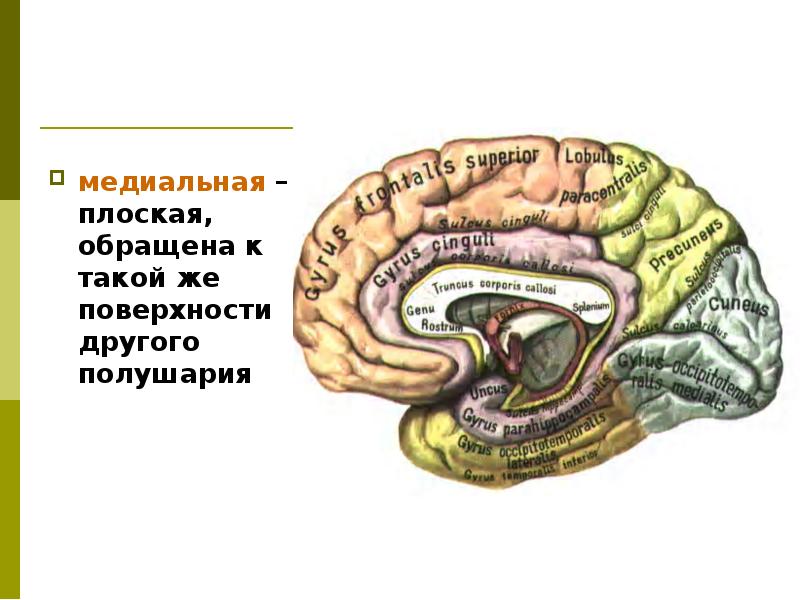 Презентация на тему конечный мозг