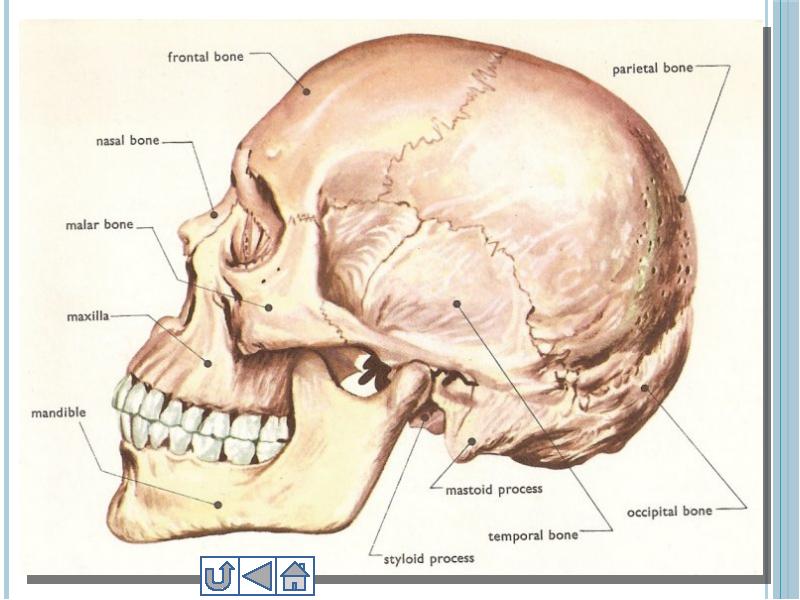 Лицевой скелет черепа. Кости черепа анатомия латынь. Строение костей черепа человека. Строение черепа кости черепа. Кости черепа на латыни.