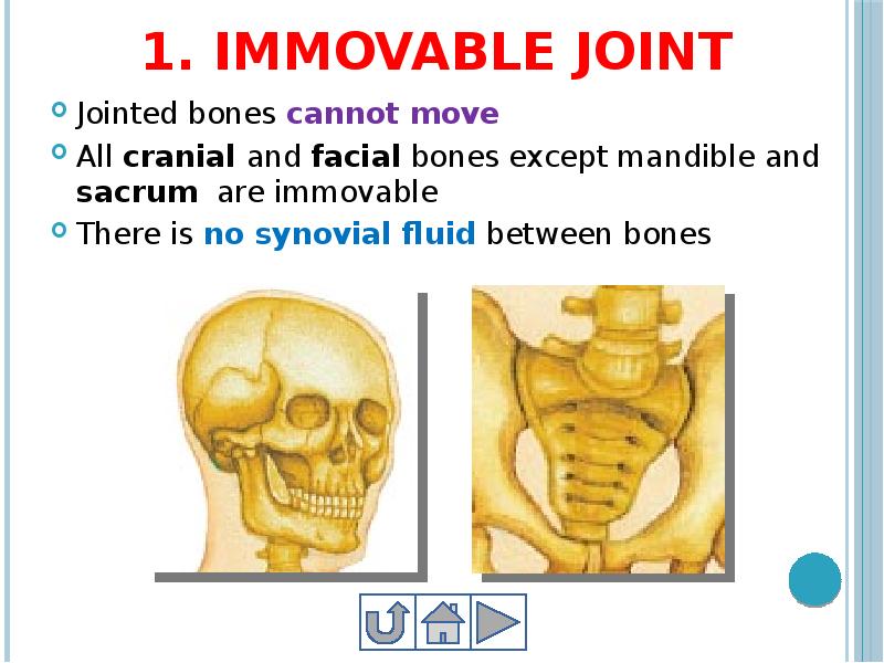 Joints bones