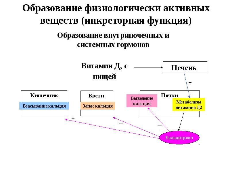 Выделение физиология презентация