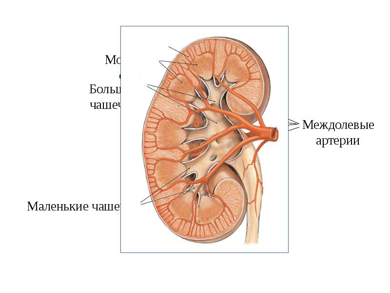 Выделение функции почек. Междолевые артерии почек. корковый слой почки. малые чашечки почки. в корковом слое почки находится.
