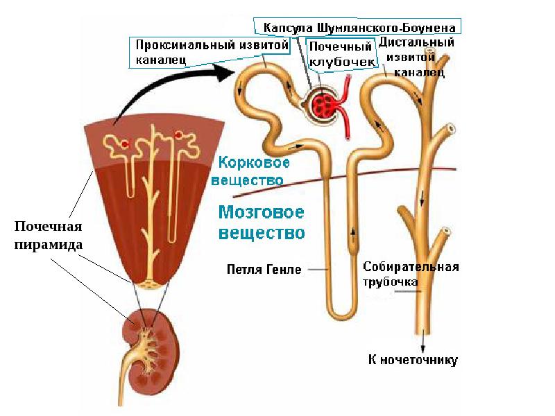 Проксимальный извитой каналец