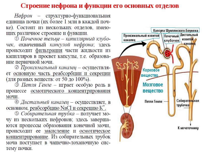 Физиология почки презентация