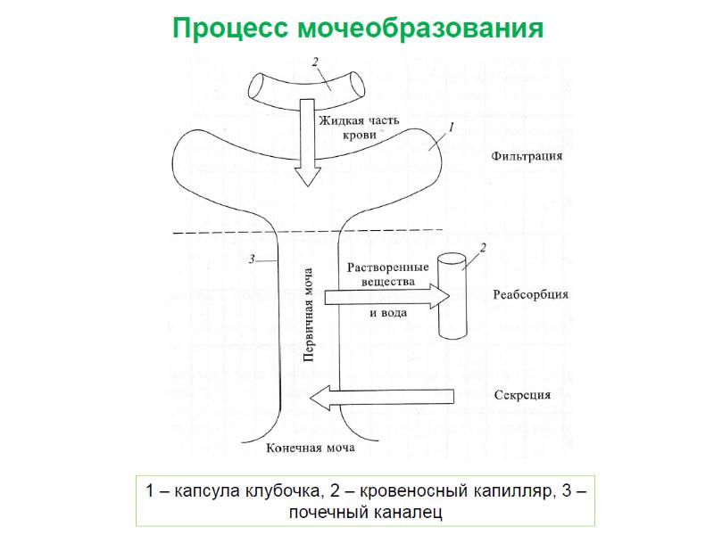 Механизм мочеобразования схема