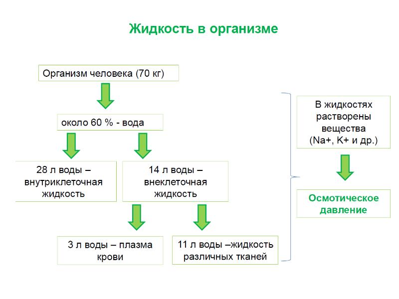 Выделение физиология презентация