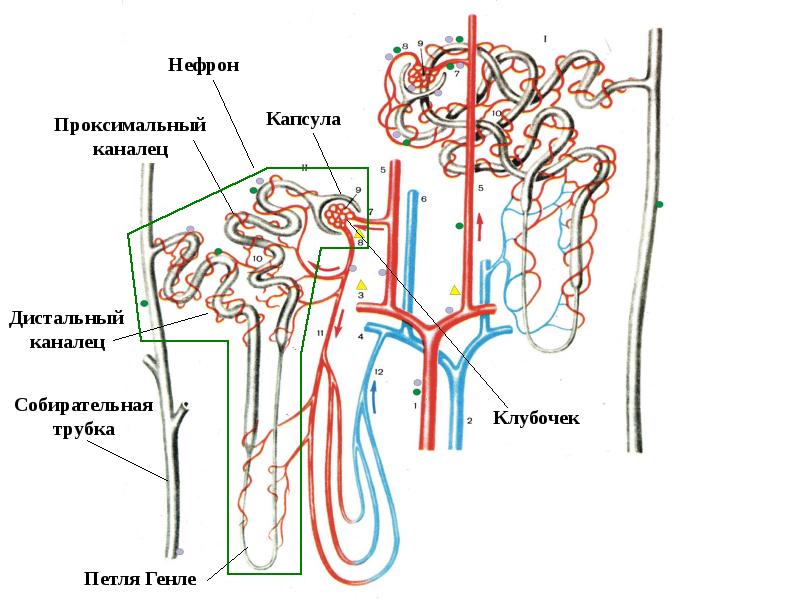 Схема нефрона физиология