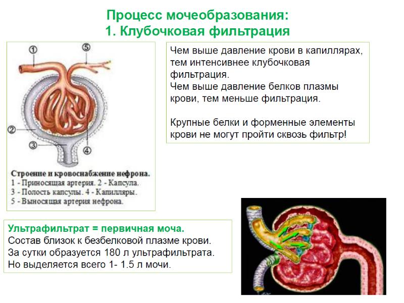 Физиология мочеобразования презентация