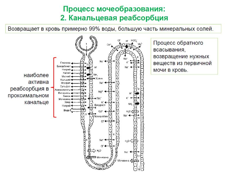 Схема нефрона физиология