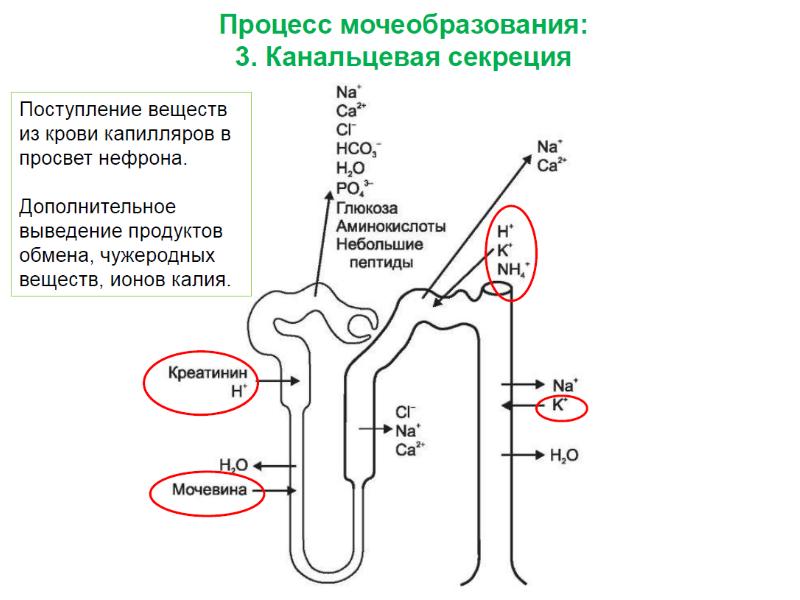 Выделение физиология презентация