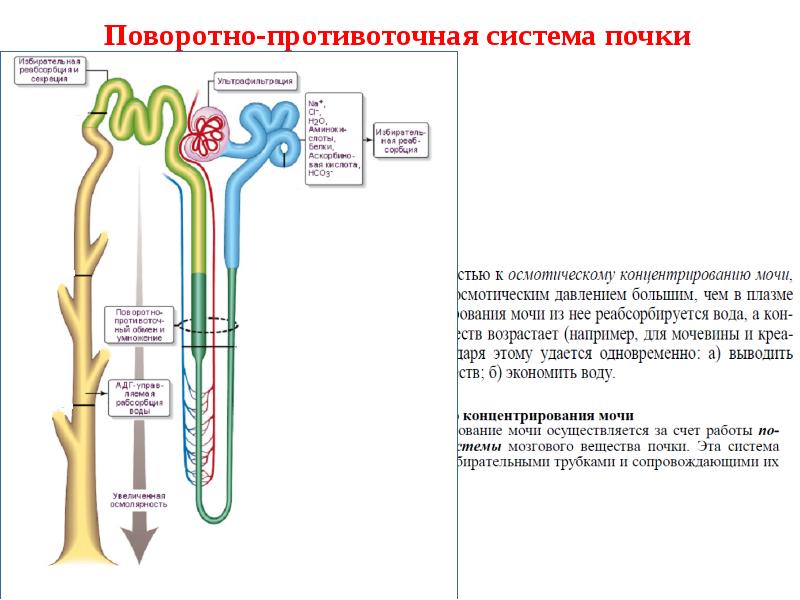 Схема поворотно противоточной множительной системы почек