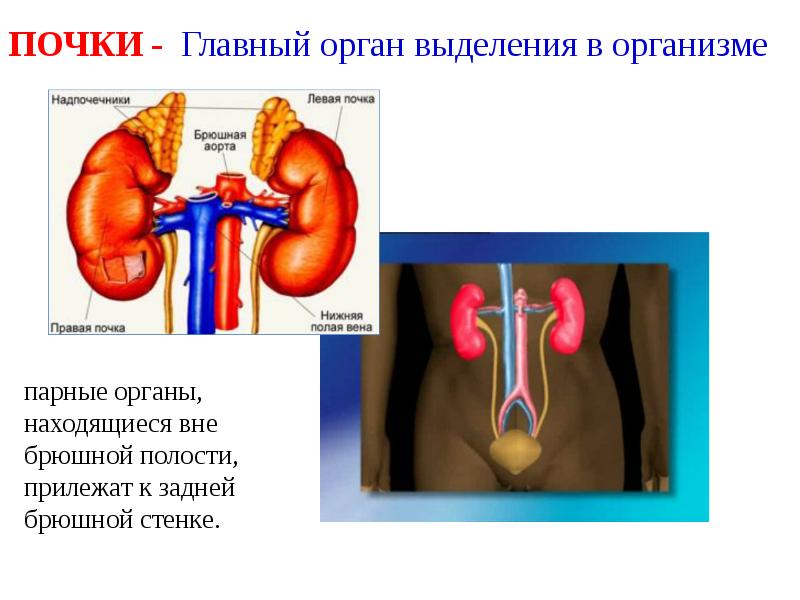 Функции почек презентация