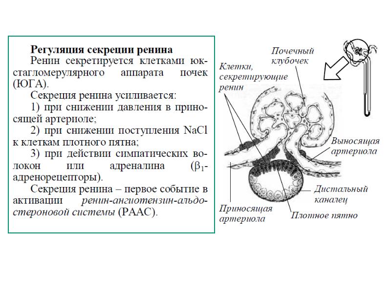 Восстановление функции почек. Функции почек презентация. Функции почек физиология. Функции почек регулируются. Функции почек таблица.