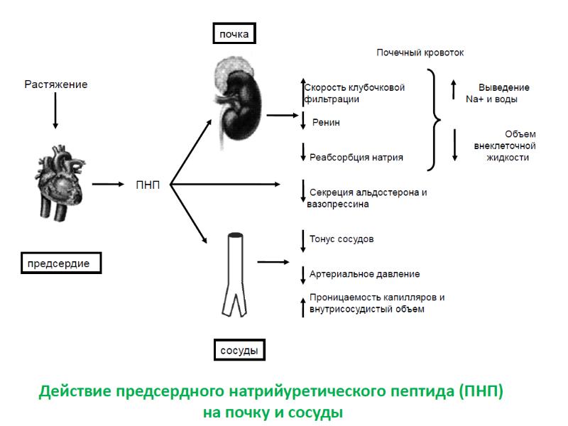 Водно солевой обмен презентация