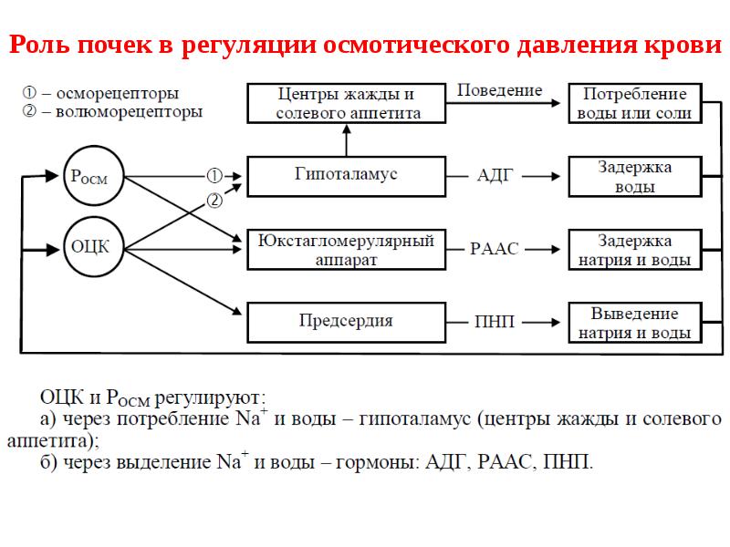 Схема регуляции водно солевого обмена в организме