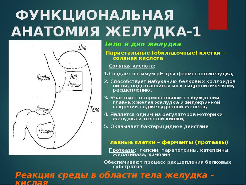 Функциональная анатомия желудка.