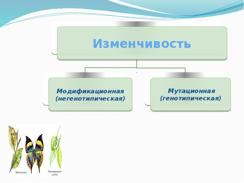 3 мутационная изменчивость. Мутационная и модификационная изменчивость. Закономерности изменчивости мутационная изменчивость. Тест закономерности изменчивости мутационная изменчивость. Модификационная изменчивость схема.