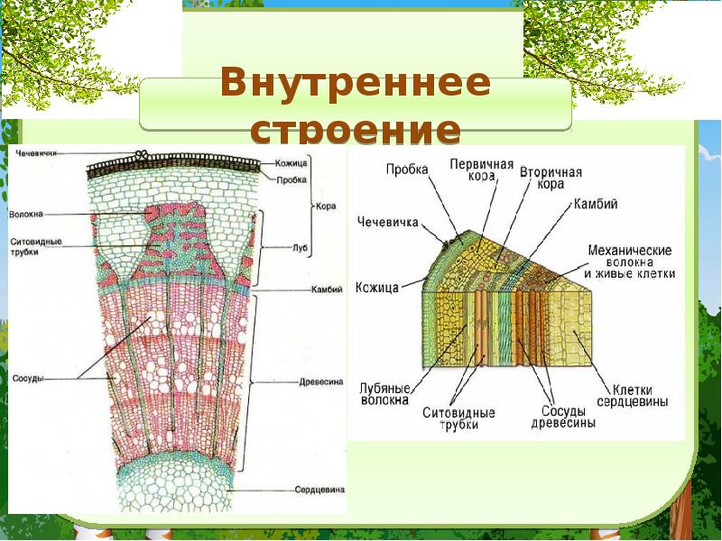 Какие функции в стебле выполняет древесина. Внутреннее строение стебля Пономарева. Строение части стебля 6 класс биология. Строение стебля растения 6 класс биология. Внутренне строение стебля биология 6 класс.