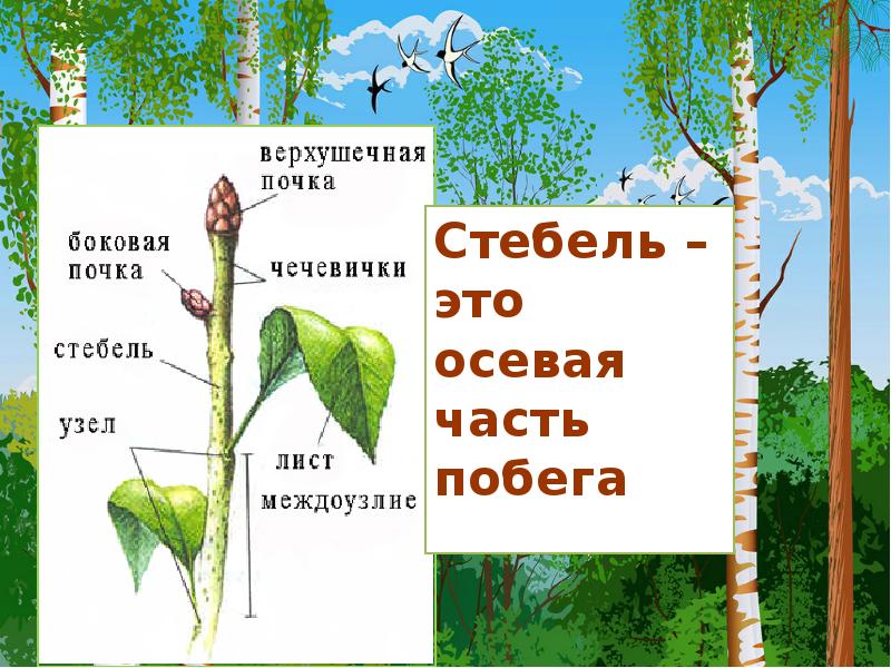 Биология стебель его строение и значение