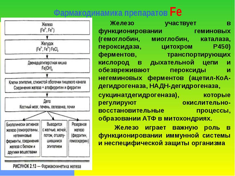 Фармакодинамика препаратов Fe  	Железо участвует в функционировании геминовых (гемоглобин, миоглобин,