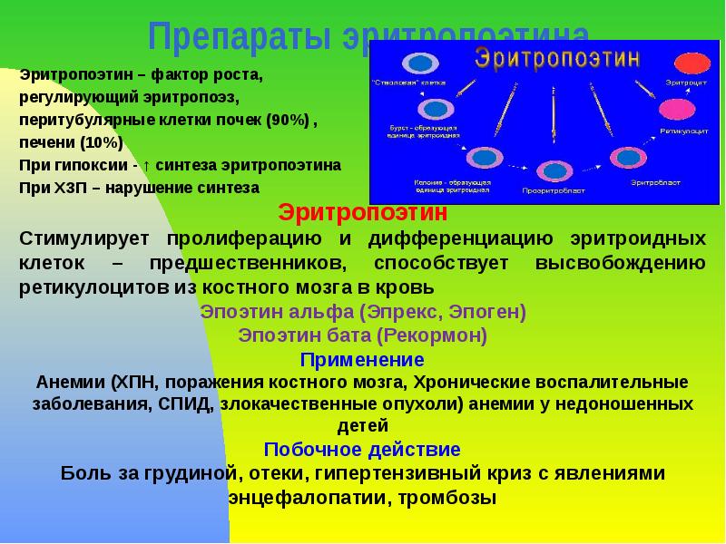 Препараты эритропоэтина Эритропоэтин – фактор роста,  регулирующий эритропоэз,  перитубулярные