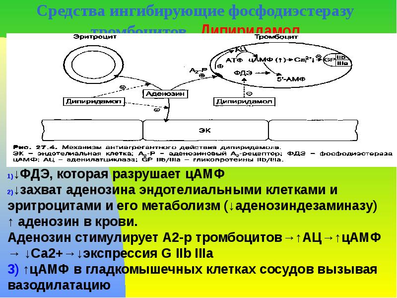 Средства ингибирующие фосфодиэстеразу тромбоцитов  Дипиридамол     
