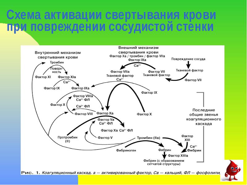 Схема активации свертывания крови при повреждении сосудистой стенки