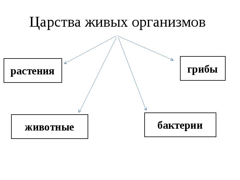 Какие царства живых организмов. Все царства живых организмов. Царством живых организмов являются. 5 Царств живых организмов. Признаки Царств живых организмов.