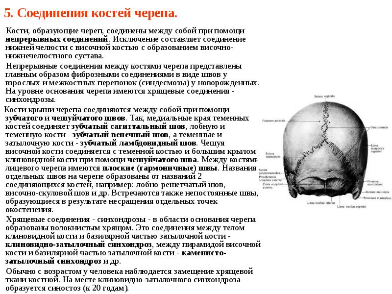 Швы черепа картинка