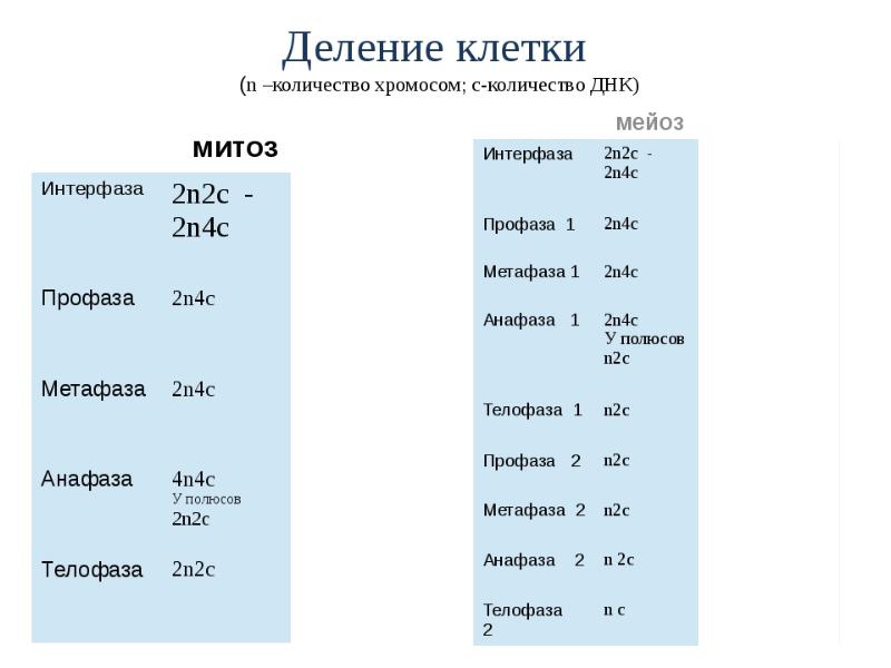 Мейоз хромосомы и днк. Таблица наборы хромосом и количество ДНК В клетке. Митоз число хромосом и ДНК. Мейоз число хромосом и ДНК. Количество ДНК В клетке.