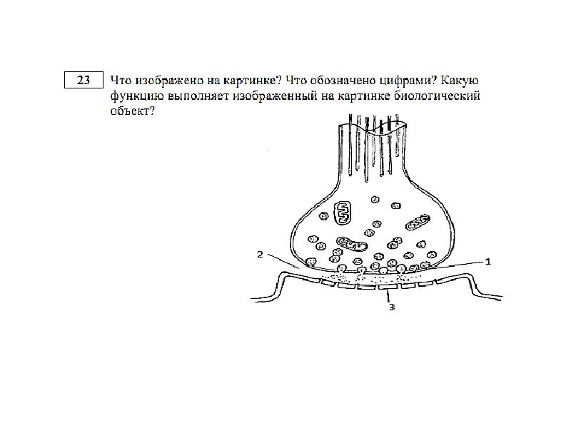 Какая наука изучает изображенный на рисунке биологический объект вариант 3