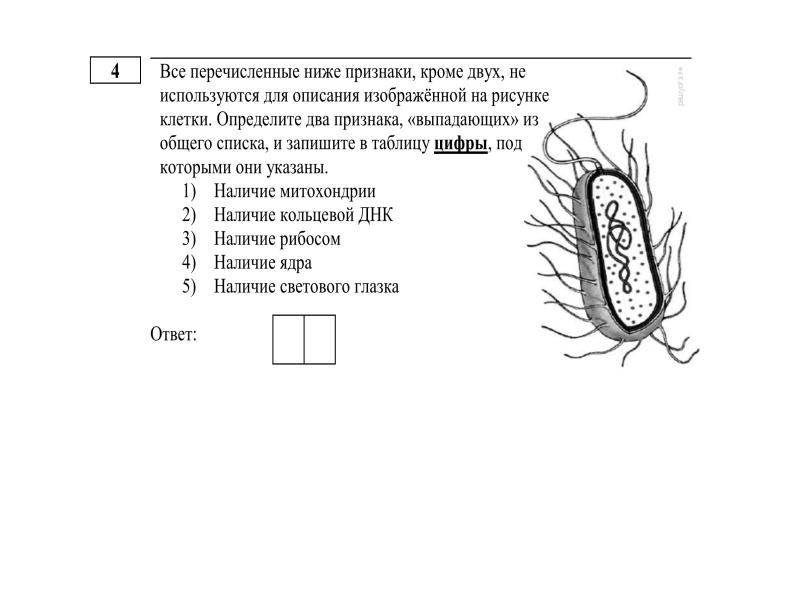 Все перечисленные ниже признаки кроме двух используют для описания изображенной на рисунке клетки