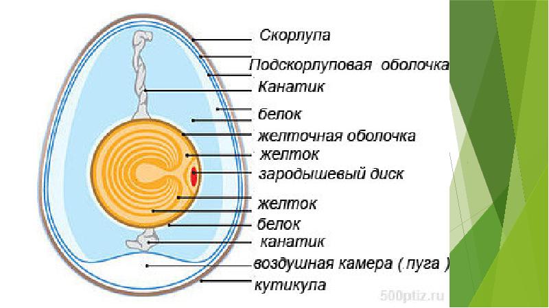 Схема яйца птицы с подписями строение