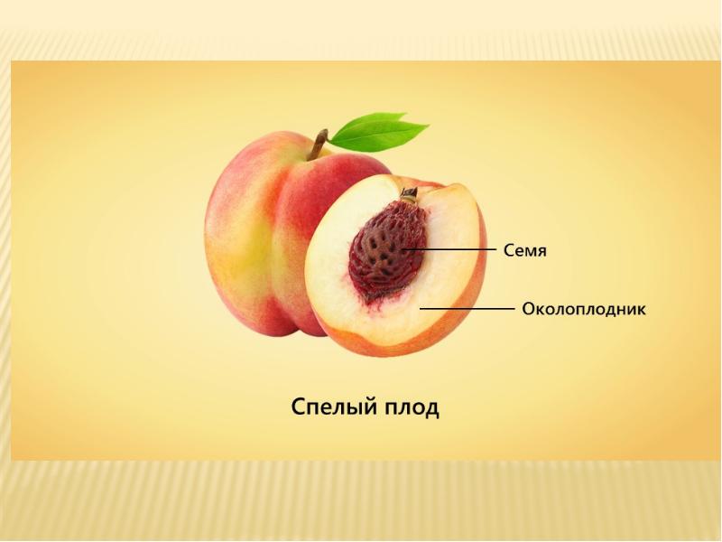 3 части околоплодника. Плод околоплодник. Околоплодник и семя. Околоплодник у растений. Строение плода околоплодник.