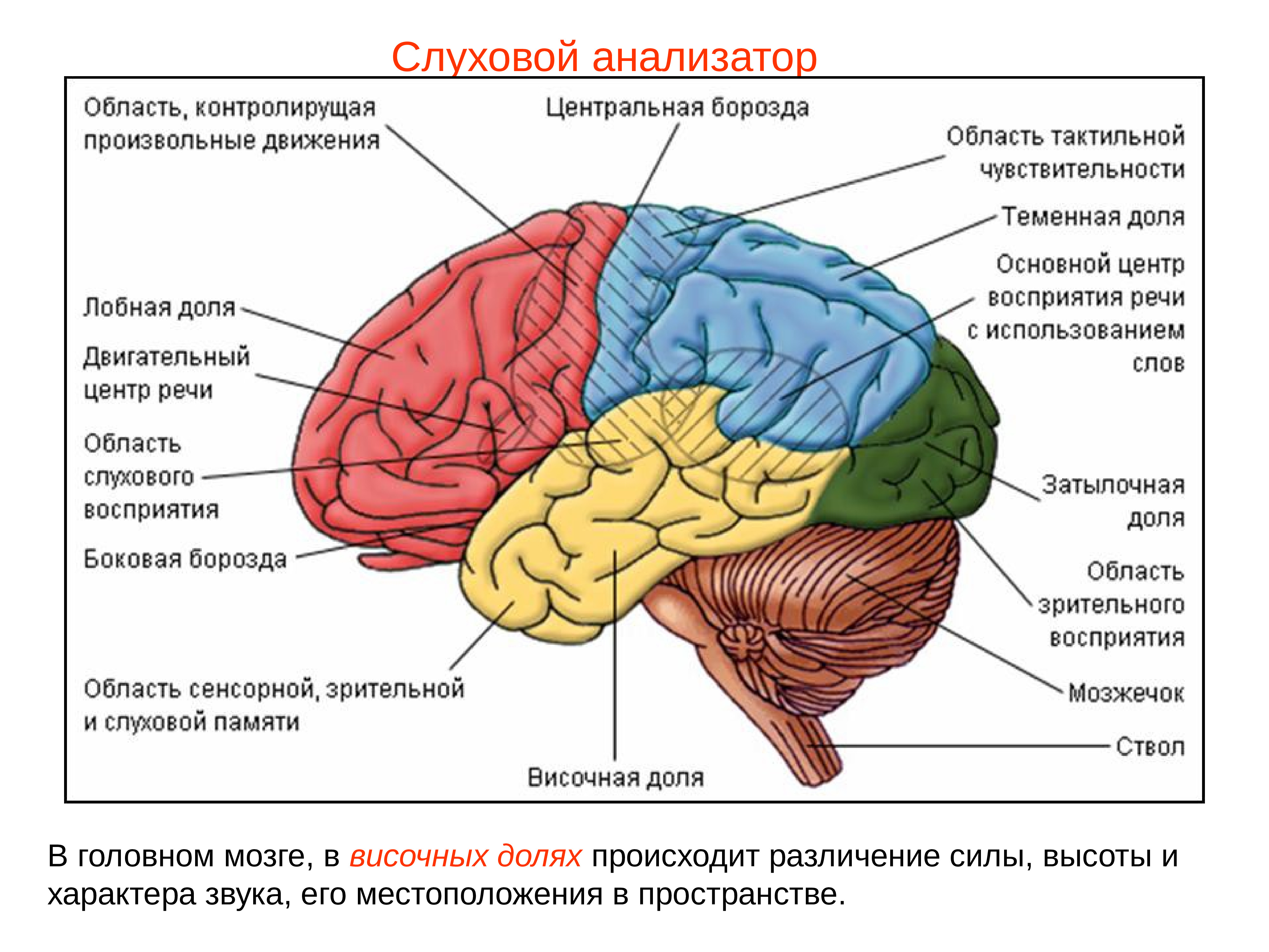 Мозг расположение и функции. Отделы головного мозга анатомия. Отделы головного мозга человека схема. Структура коры головного мозга. Корковые функции головного мозга.