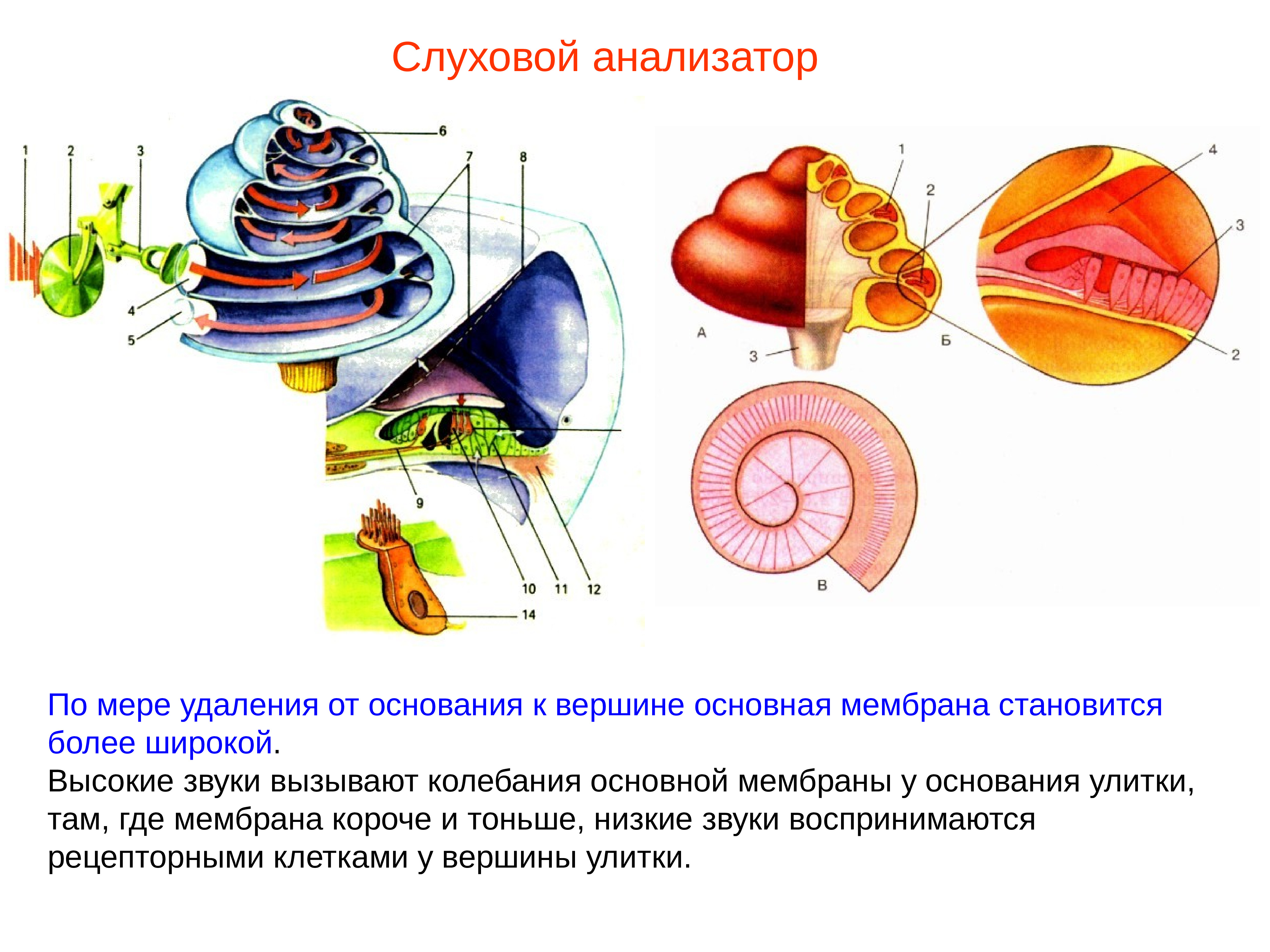 Основная мембрана слухового анализатора