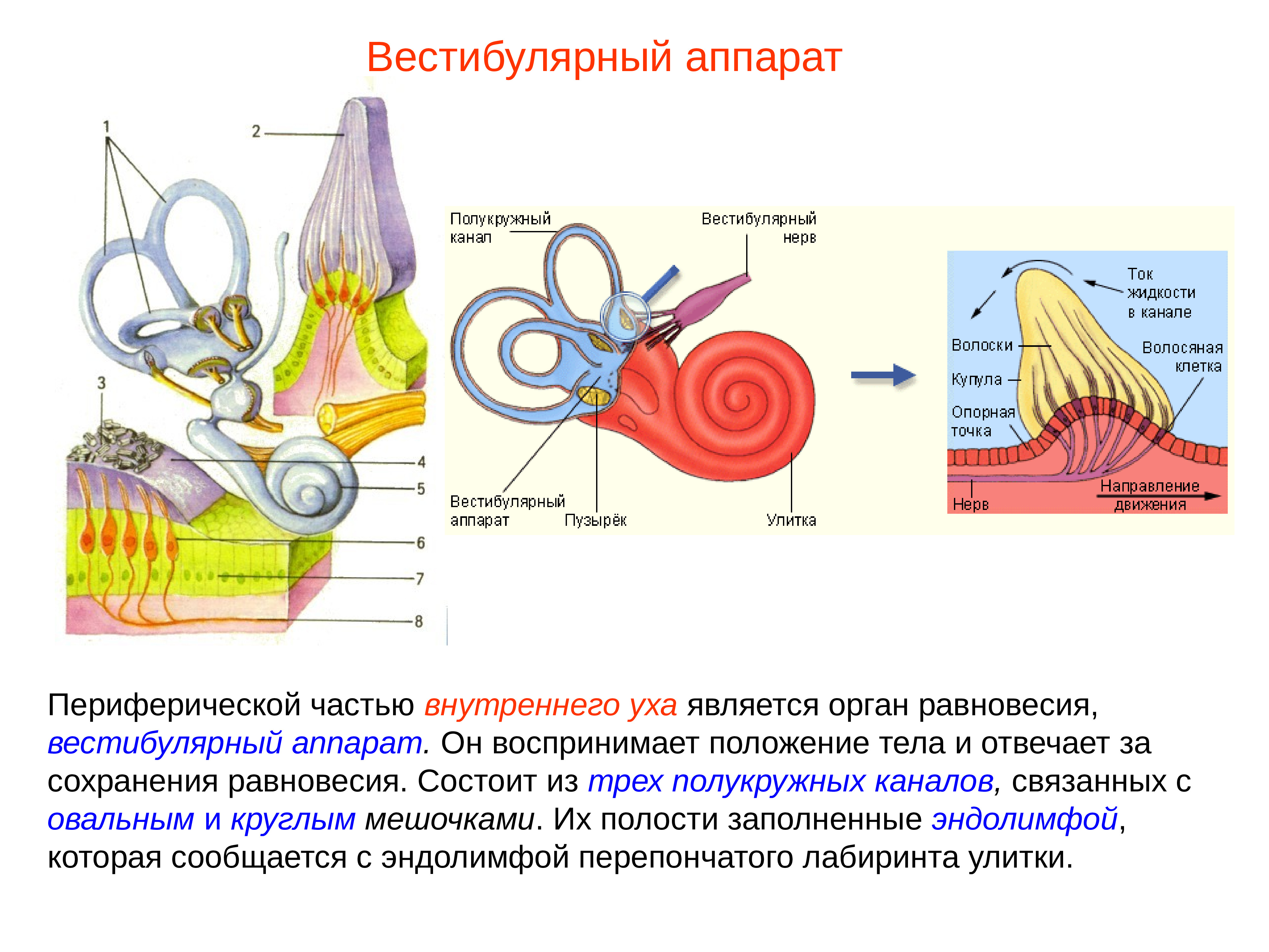 Чувствительные клетки внутреннего уха. Внутреннее ухо вестибулярный анализатор анатомия. Строение строение вестибулярного аппарата. Полукружные каналы внутреннего уха анатомия. Схема периферического отдела вестибулярного анализатора.
