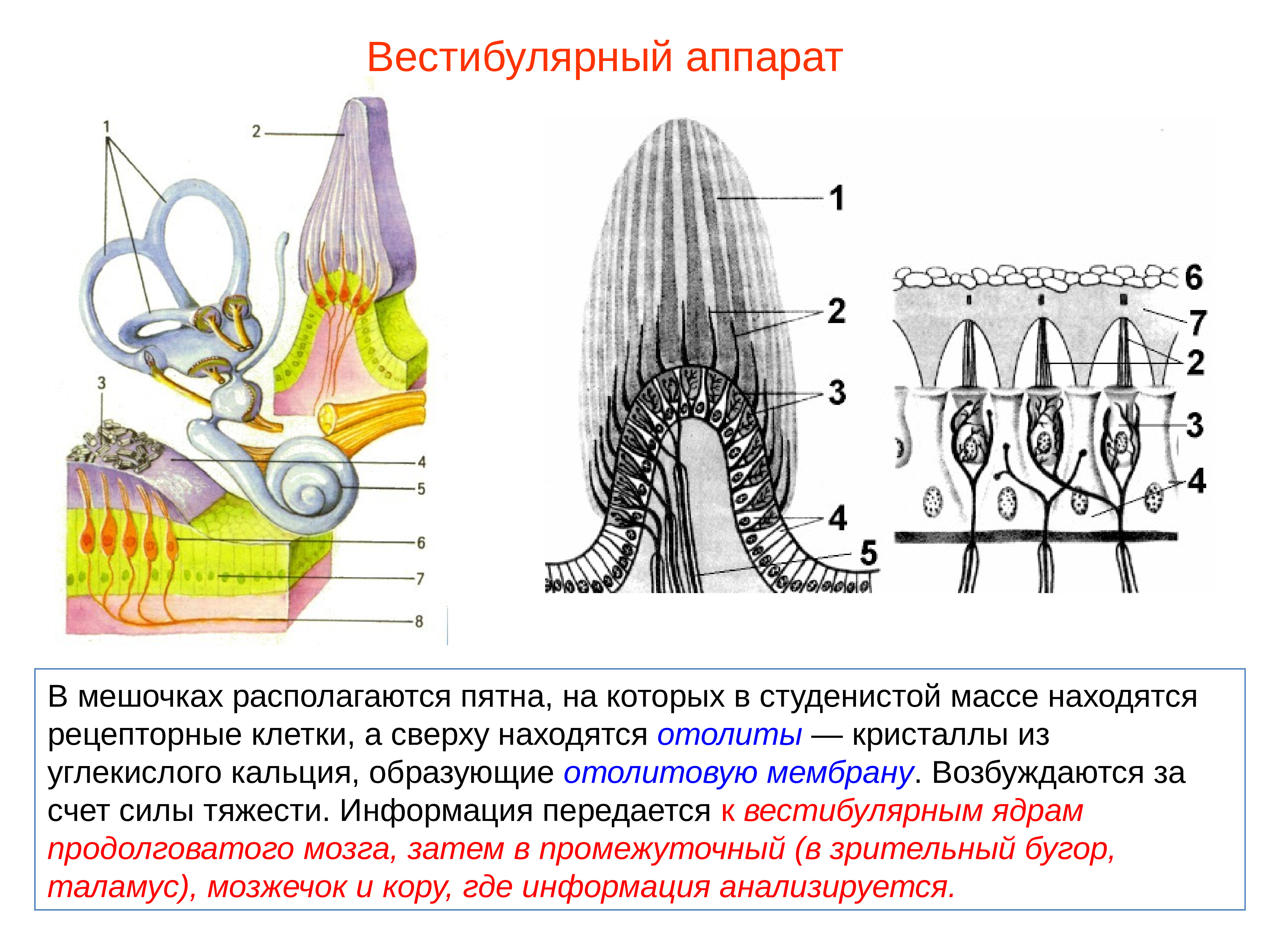 Рассмотрите на рисунке 88 устройство вестибулярного аппарата