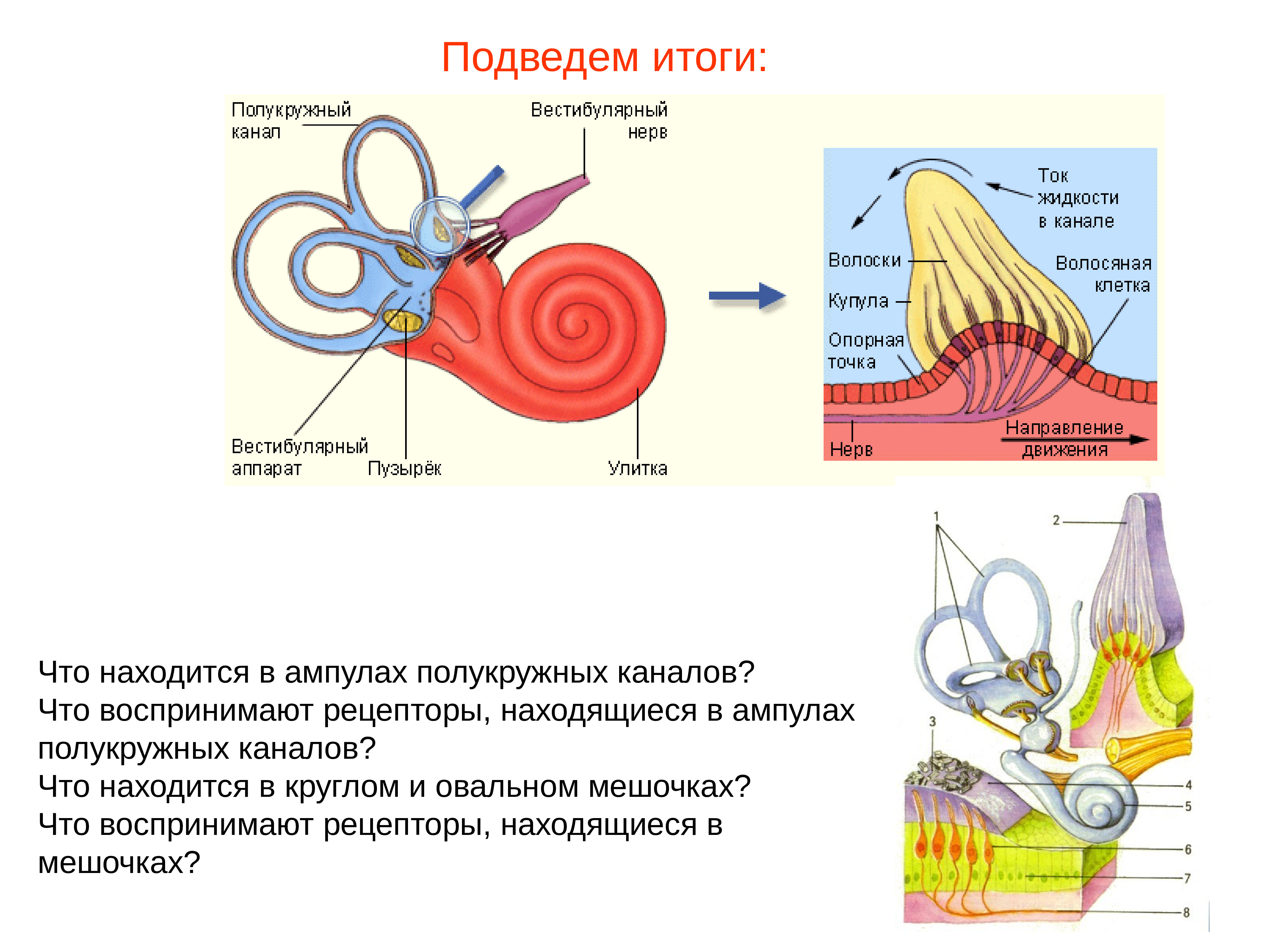 Рецепторный орган слуха. Рецепторы ампул полукружных каналов. Рецепторы внутреннего уха вестибулярного аппарата. Рецепторы вестибулярного анализатора. Рецепторы полукружных каналов реагируют на.