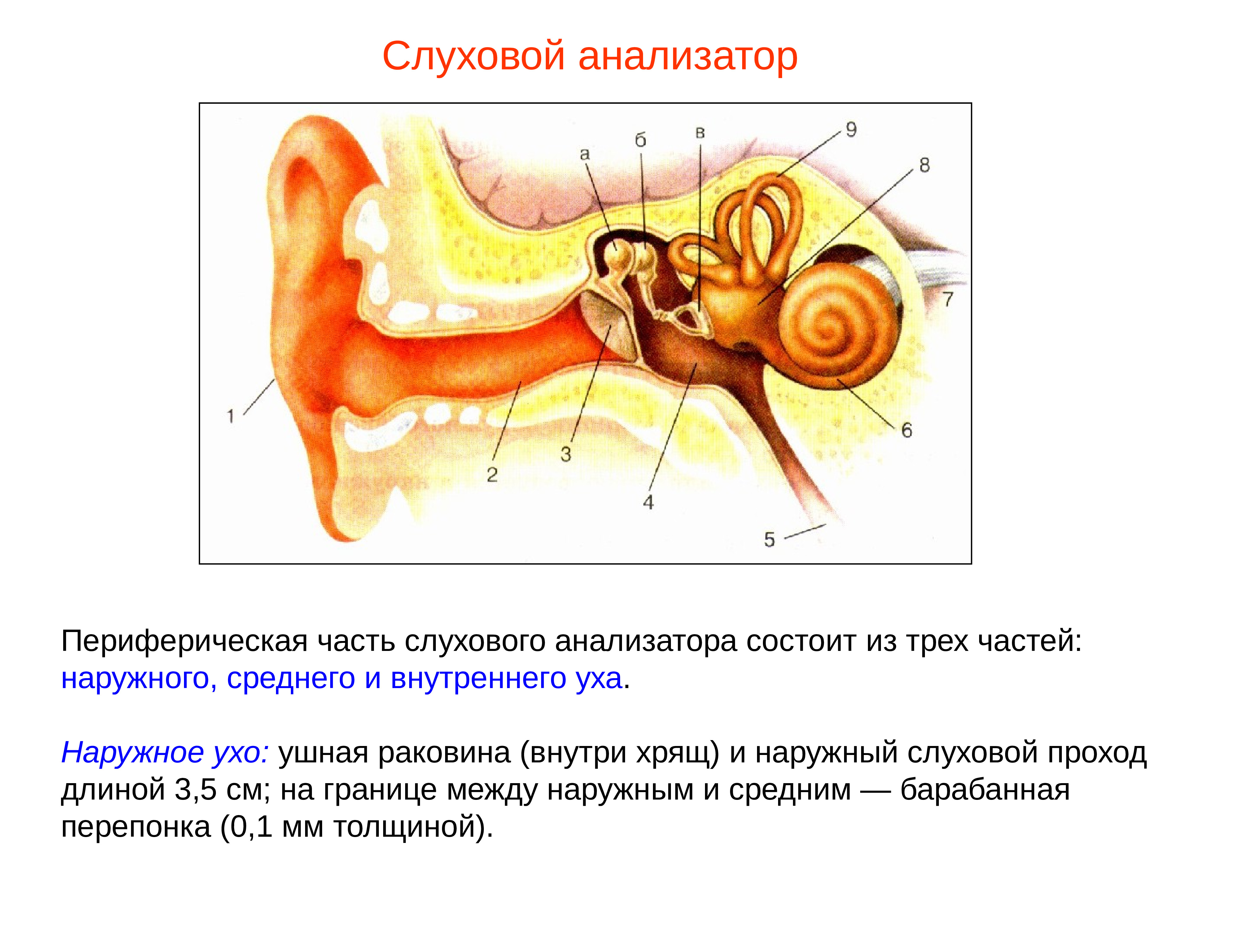 Орган слуха состоит из отделов. Отделы периферического отдела слухового анализатора. Периферический отдел слухового анализатора состоит. Строение слухового анализатора среднее ухо. Строение слухового анализатора анализатора.