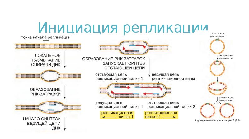 Презентация репликация днк 10 класс профильный уровень