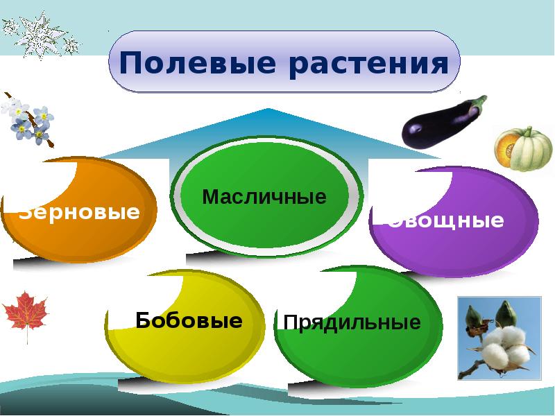 Растения поля 2 класс окружающий мир презентация